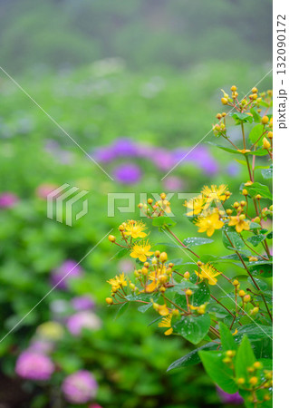 大聖寺のあじさい園 132090172