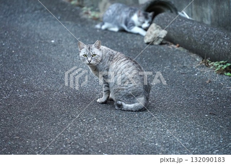 親子猫でしょかこちらをジーっと見つめてたのでカメラを向けてみました 親子猫でしょかこちらをジーっと見つめてたのでカメラを向けてみました 132090183