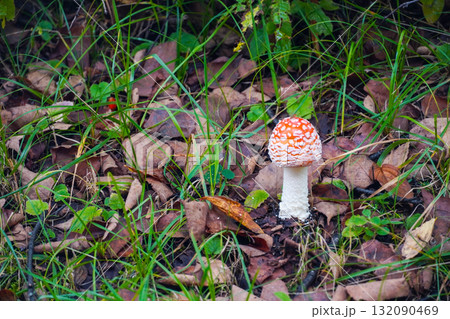 ベニテングタケ 132090469