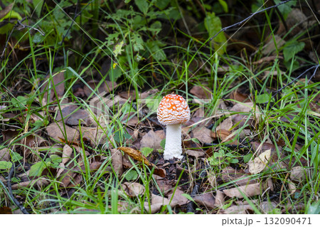 ベニテングタケ ベニテングタケ 132090471