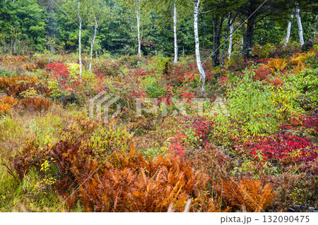 小雨降る秋の乗鞍高原 132090475