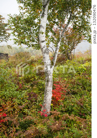 小雨降る秋の乗鞍高原 132090476