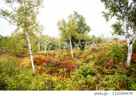 小雨降る秋の乗鞍高原 小雨降る秋の乗鞍高原 132090479