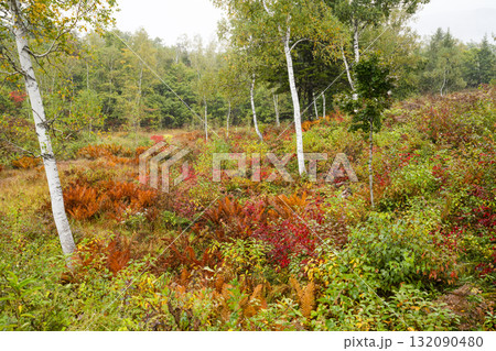 小雨降る秋の乗鞍高原 小雨降る秋の乗鞍高原 132090480