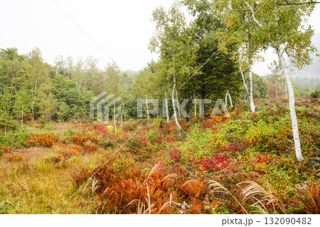 小雨降る秋の乗鞍高原 小雨降る秋の乗鞍高原 132090482