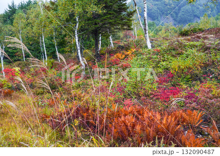 小雨降る秋の乗鞍高原 132090487