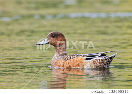 秋、エクリプスのヒドリガモ雄 132090512