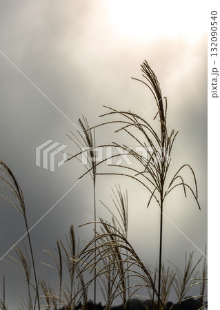 夕日に照らされるススキ 132090540