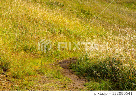 黄金色に輝く黄金のススキ 132090541