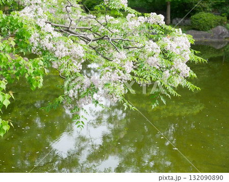 花 フラワー お花 132090890