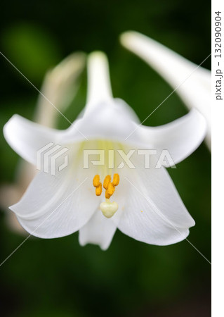 庭園を彩る夏の花 庭園を彩る夏の花 132090904