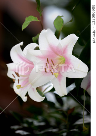 庭園を彩る夏の花 132090909