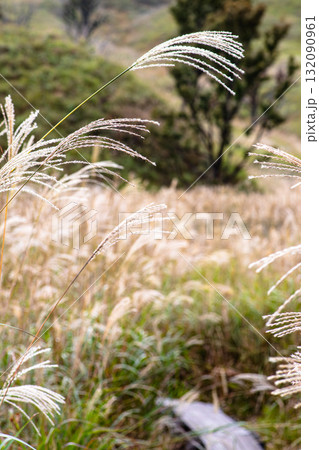 秋のススキが風になびく 132090961