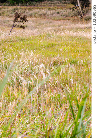 風に揺れるススキ 132090965