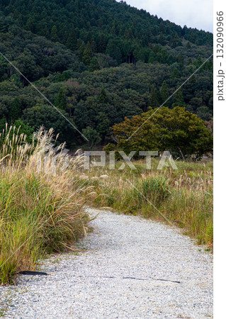 ススキが揺れる里山の風景 132090966