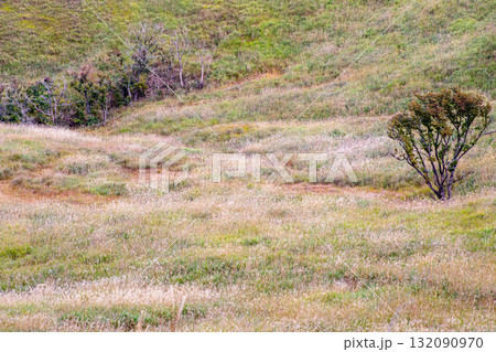 砥峰高原の草原 132090970