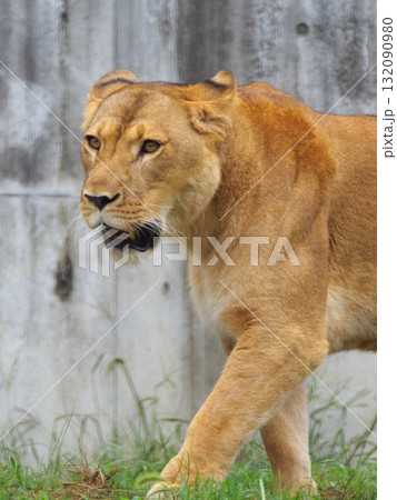 歩くライオンのメス 歩くライオンのメス 132090980