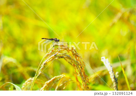 実って頭を垂れる稲穂にとまるアカトンボ 132091124