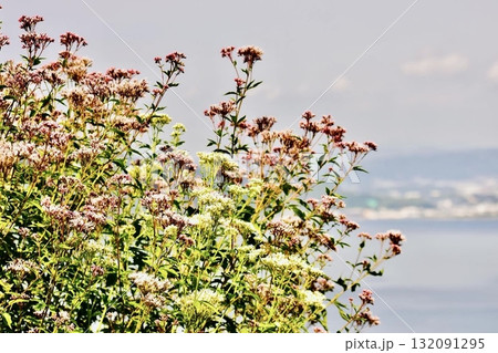 海岸に咲いた紅白のフジバカマ 132091295