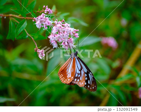 香北に飛来したアサギマダラ 132091549