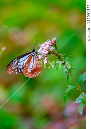 香北に飛来したアサギマダラ 132091575