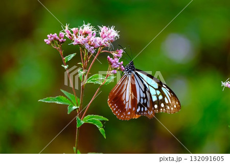 香北に飛来したアサギマダラ 132091605