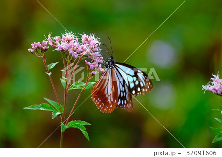 香北に飛来したアサギマダラ 132091606