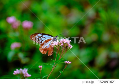 香北に飛来したアサギマダラ 132091621