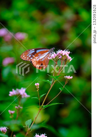香北に飛来したアサギマダラ 132091628