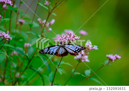 香北に飛来したアサギマダラ 132091631
