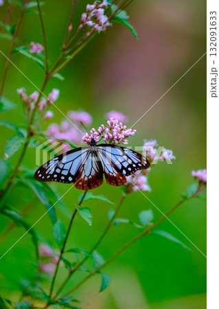 香北に飛来したアサギマダラ 132091633