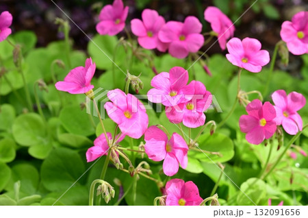 ハナカタバミ(カタバミ科)カタバミ属 ハナカタバミ(カタバミ科)カタバミ属 132091656