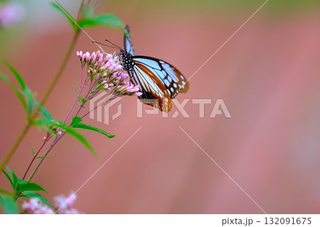 フジバカマに止まるアサギマダラ 132091675
