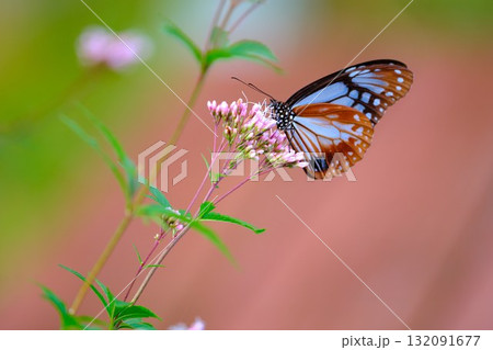 フジバカマに止まるアサギマダラ 132091677