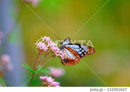フジバカマに止まるアサギマダラ 132091687