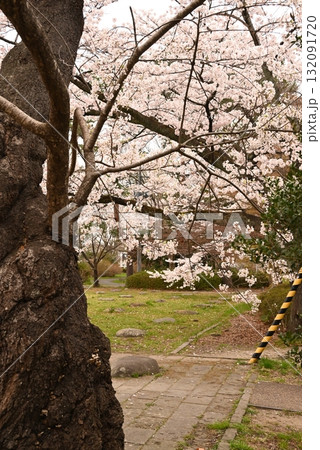 満開の美しい桜のトンネルを歩く 132091720