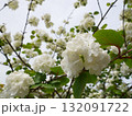 花 フラワー お花 132091722
