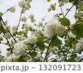 花 フラワー お花 132091723