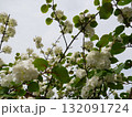 花 フラワー お花 132091724