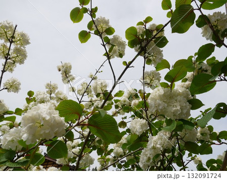 花 フラワー お花 132091724