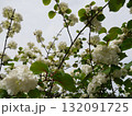 花 フラワー お花 132091725