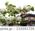 花 フラワー お花 132091726