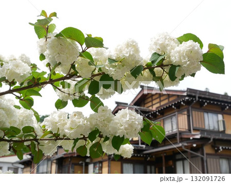 花 フラワー お花 132091726