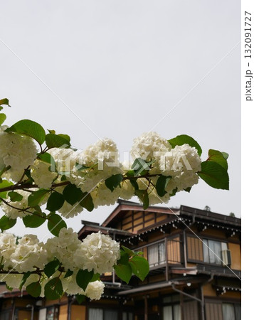 花 フラワー お花 132091727