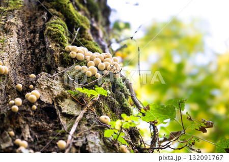 白神山地・藤里駒ヶ岳の苔むした木に生える白いキノコ 秋の自然風景 白神山地・藤里駒ヶ岳の苔むした木に生える白いキノコ 秋の自然風景 132091767