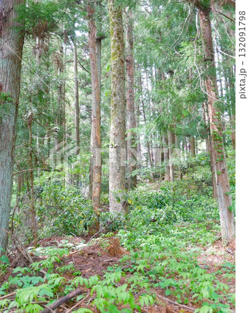 自然 天然 ナチュラル 132091798