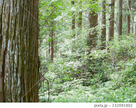 自然 天然 ナチュラル 132091802