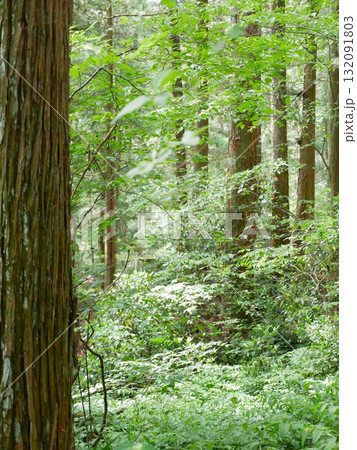 自然 天然 ナチュラル 132091803