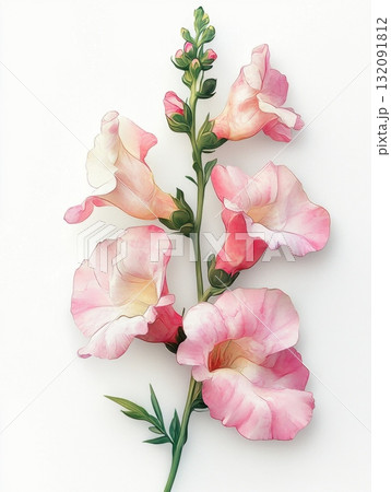 pink flowers on white background pink flowers on white background 132091812