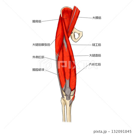 大腿部前面の筋肉 大腿部前面の筋肉 132091845
